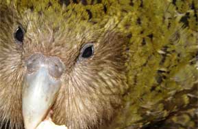 Kakapo