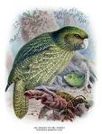 Kakapo